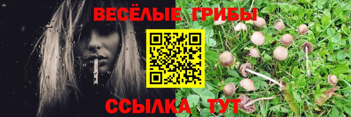 Псилоцибиновые грибы Psilocybe  Вход с VPN  Кохма  Галлюциногенные грибы GOLDEN TEACHER 